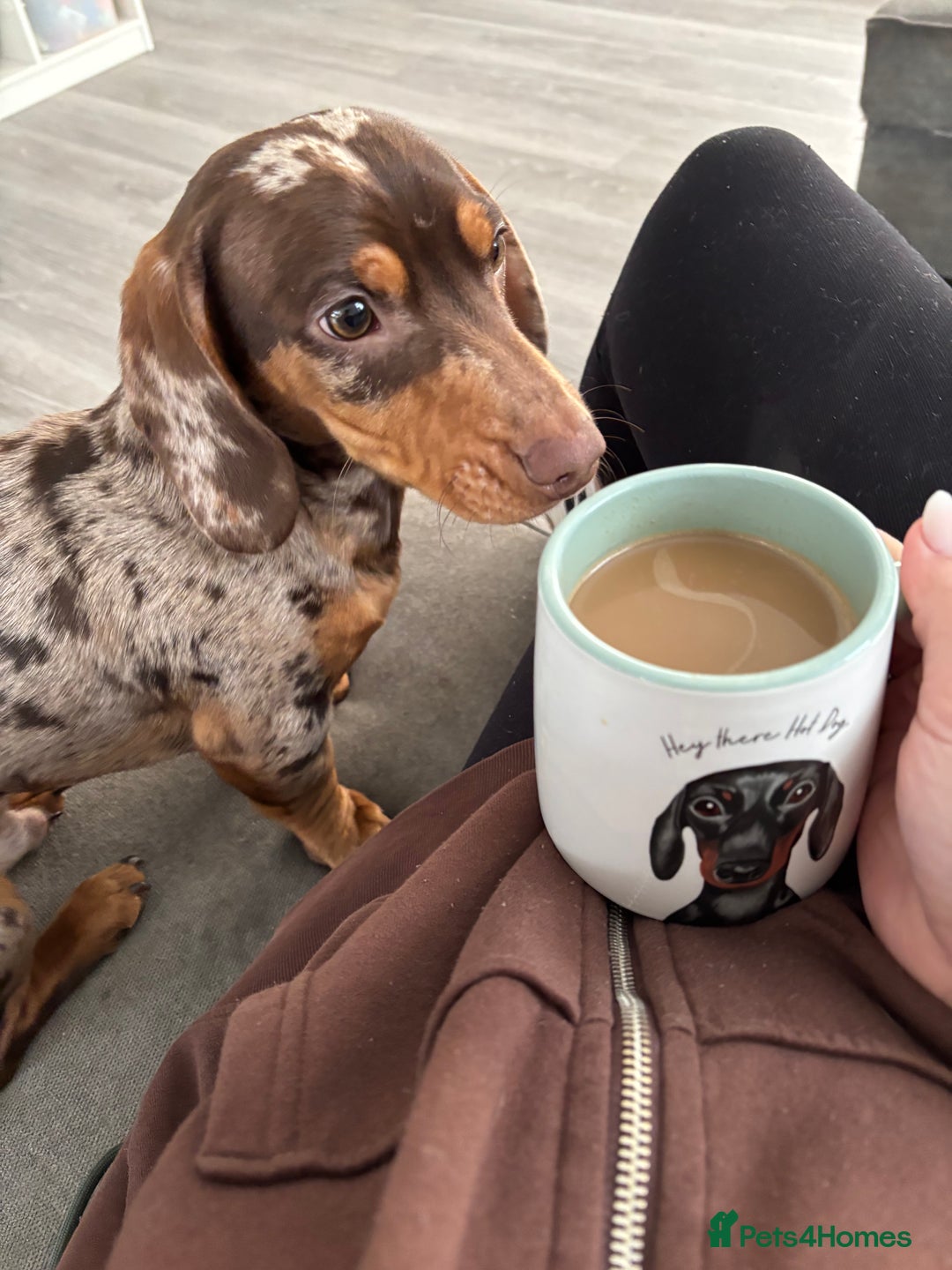 Miniature Dachshund dogs for stud: Dapple miniature dachshund for stud - Image 5