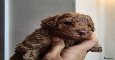 Miniature Poodle dogs - Advert 9