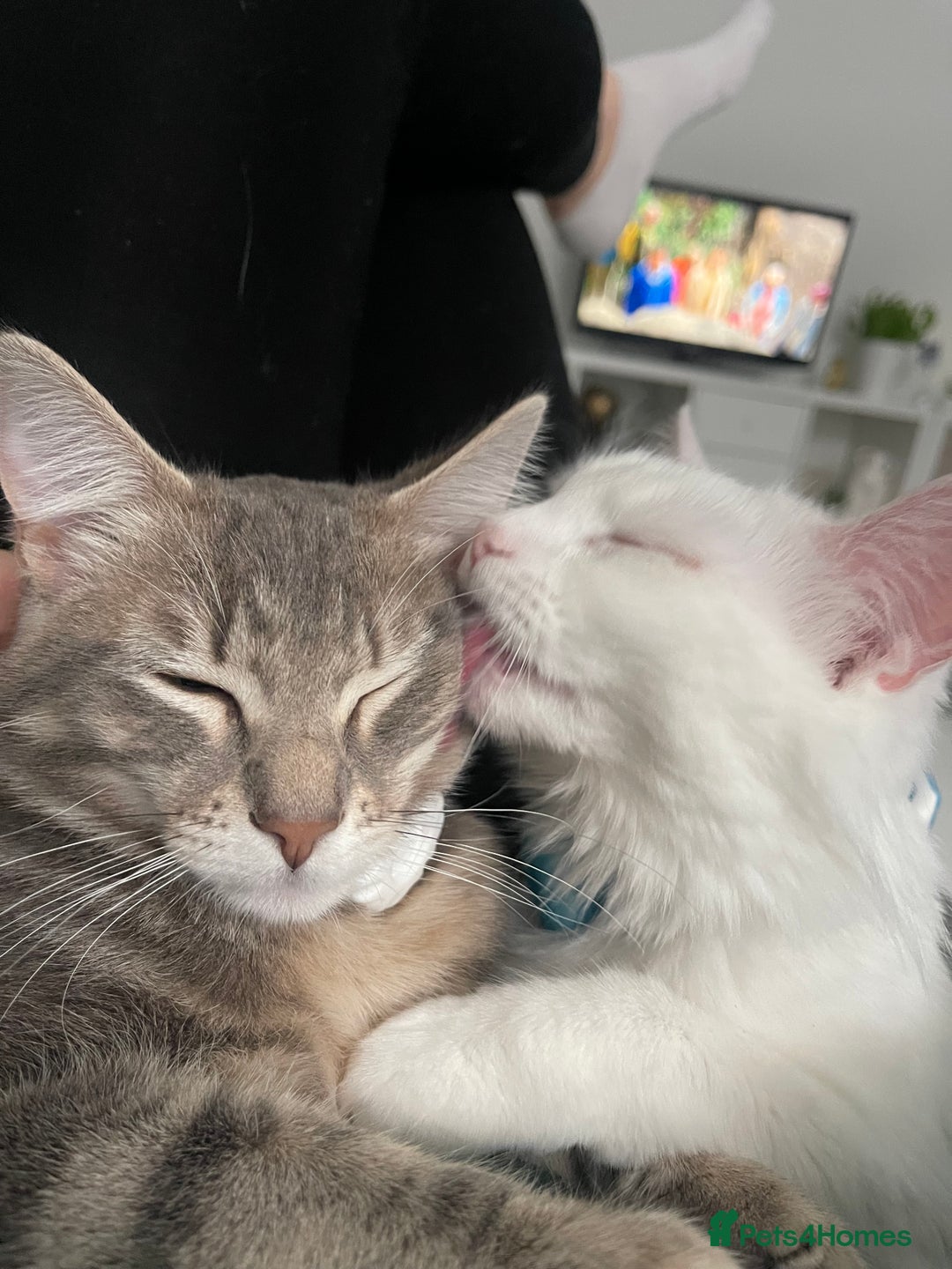 Turkish Angora cats for sale: Cute Turkish Angora x British Shorthair Kittens - Advert 10