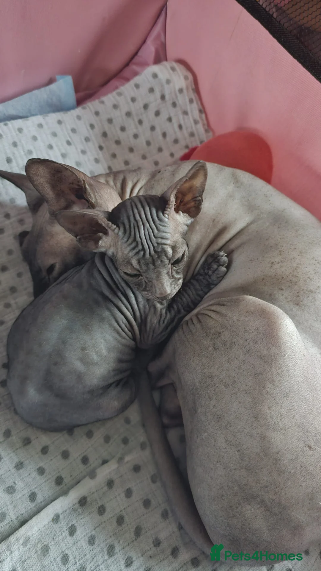 Sphynx cats for sale: Donskoy Sphynx - Advert 7
