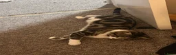 Mixed Breed cats for sale: Looking for a new forever home FREE in Bournemouth - Advert 5