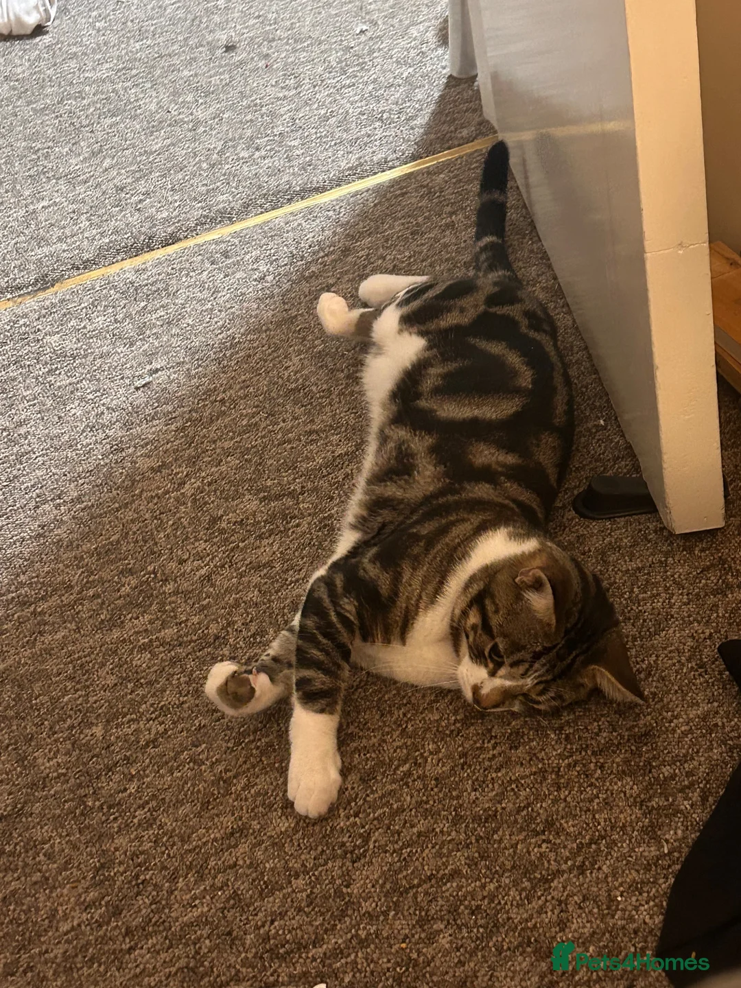 Mixed Breed cats for sale: Looking for a new forever home FREE in Bournemouth - Advert 5