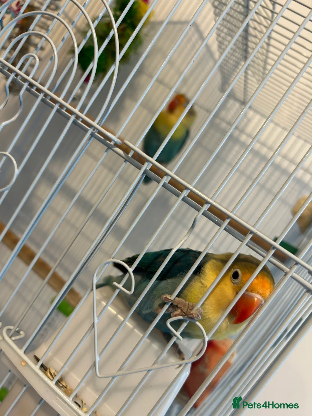Lovebirds birds for sale: pair love birds with cage - Advert 9