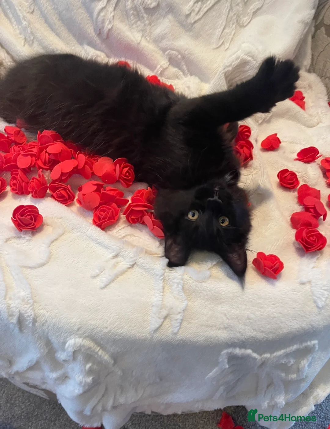 Maine Coon cats for sale: Champion line maine coon girls - Advert 11