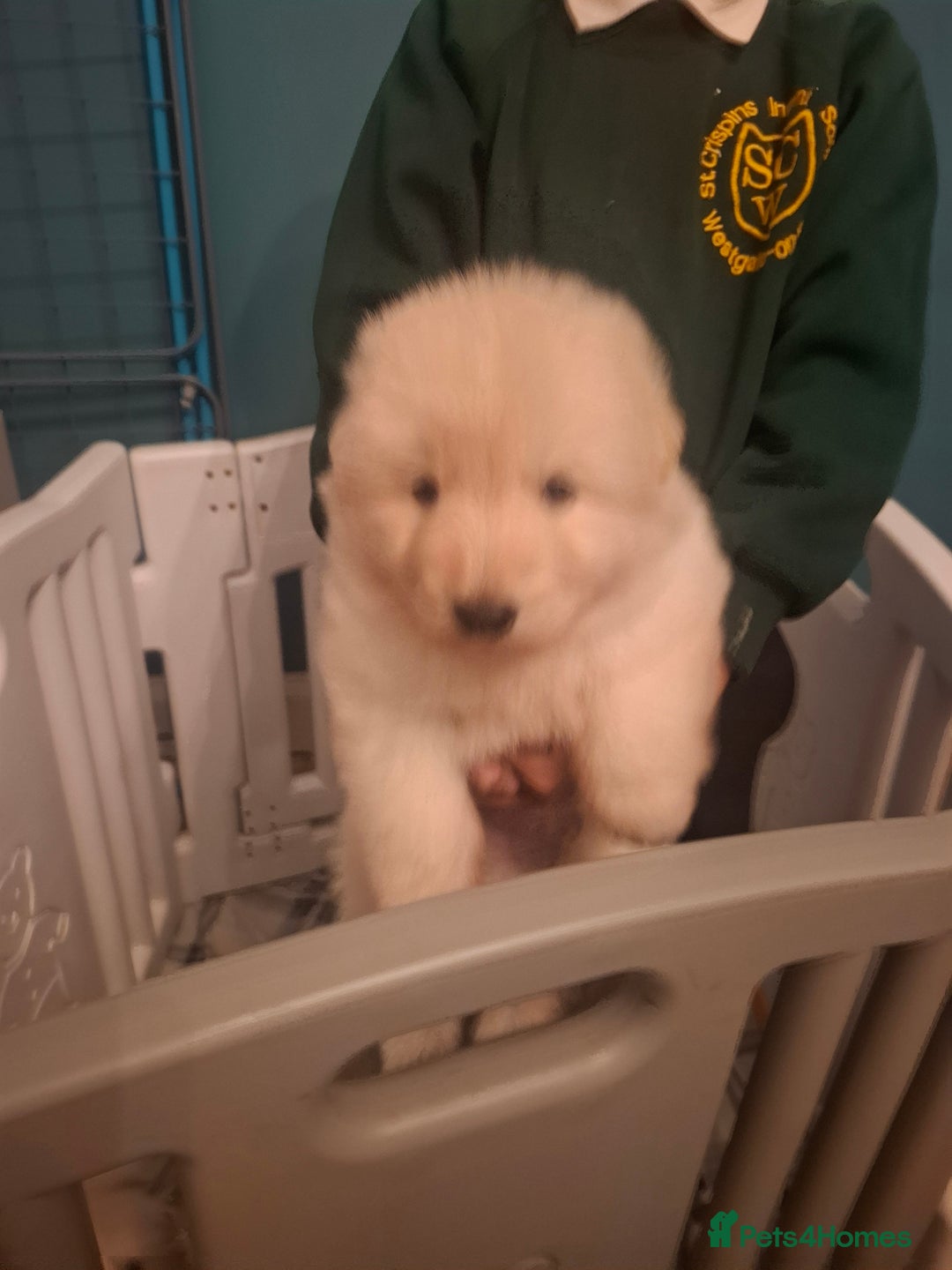 German Shepherd dogs for sale: White German Shepherd - Image 6