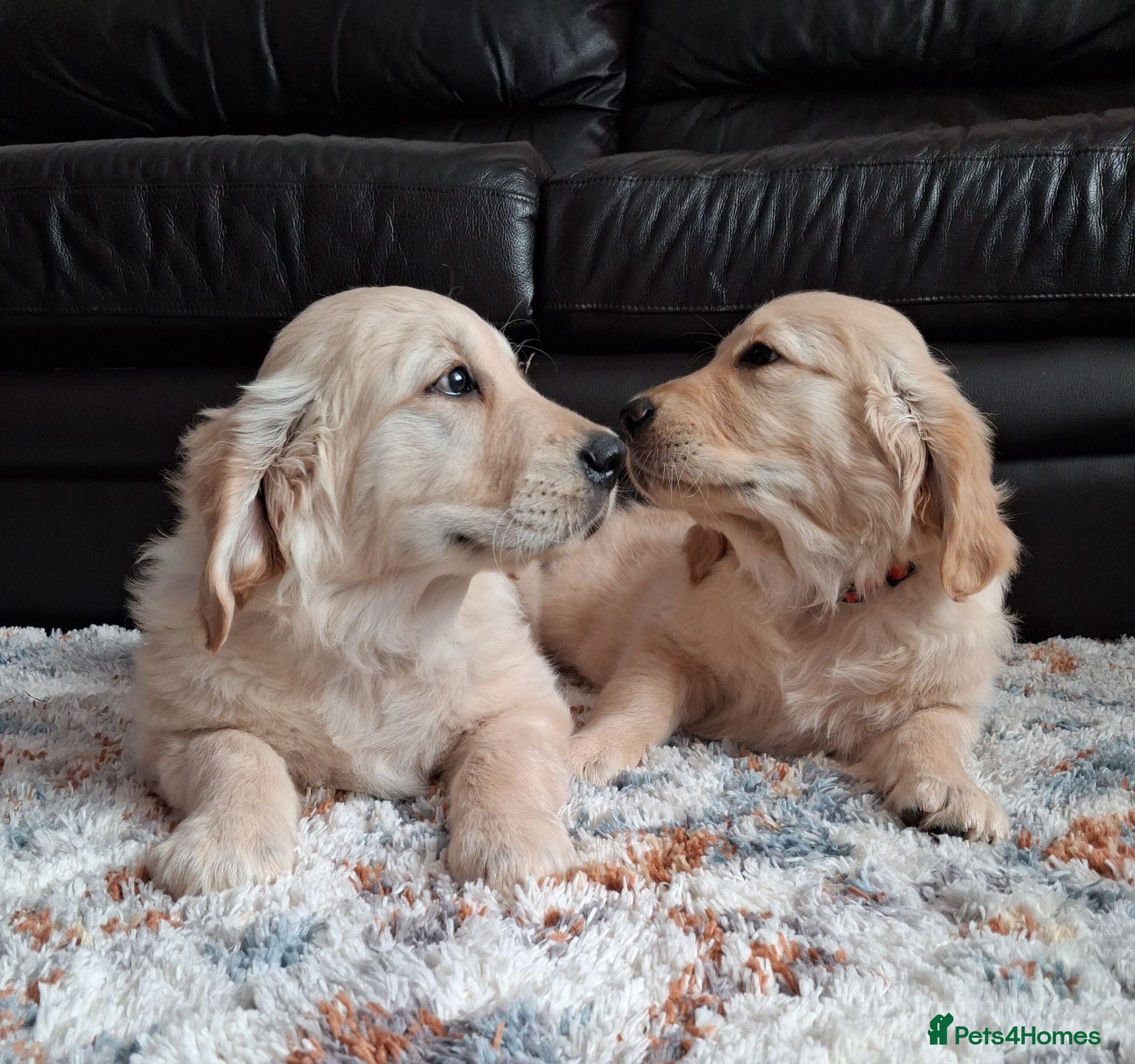 Golden Retriever dogs 1 KC girl ready for a new home! - Advert 7