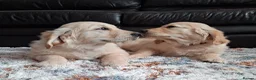 Golden Retriever dogs for sale: 1 KC girl ready for a new home! - Advert 3
