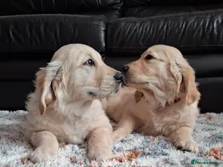 Golden Retriever dogs 1 KC girl ready for a new home! - Advert 7
