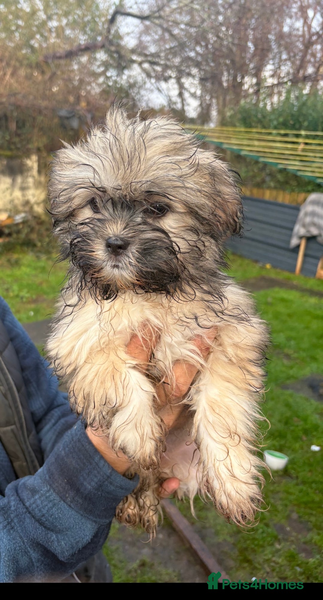 Shih Tzu dogs for sale: 3 month old shih tzu’s - Image 6