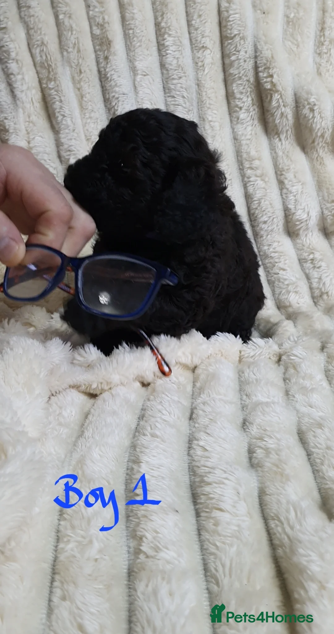 Toy Poodle dogs for sale: Tiny Toy Poodle puppies ready to leave 1st March - Advert 22