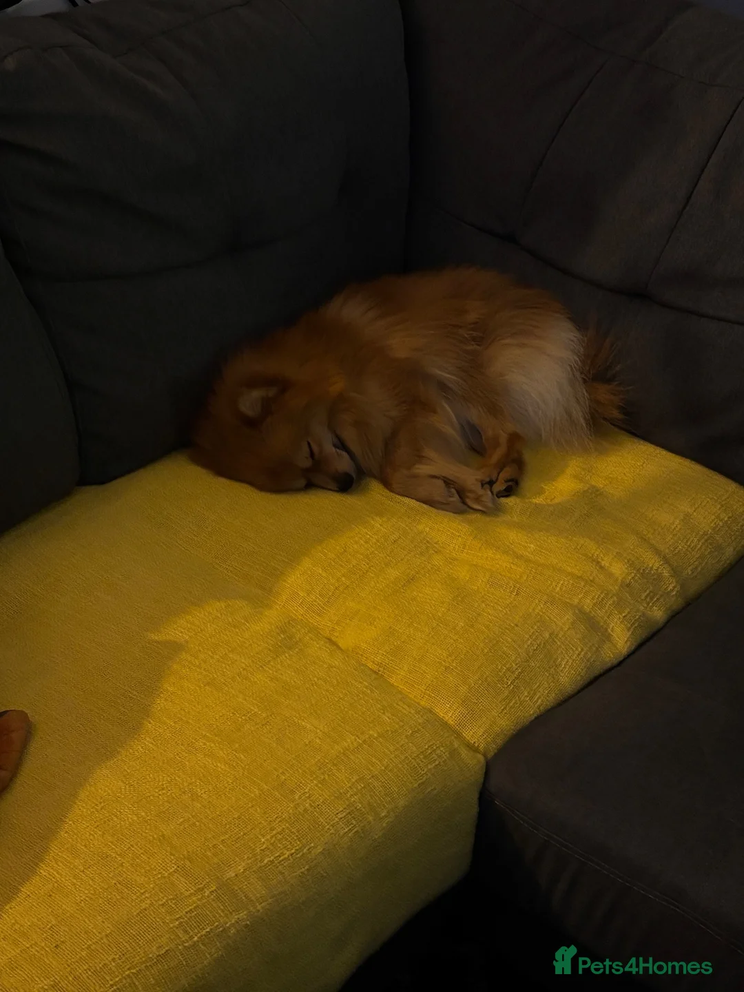 Pomeranian dogs for sale: Leon, 2-year old Pomeranian looking for a new home in Cambridge - Advert 9