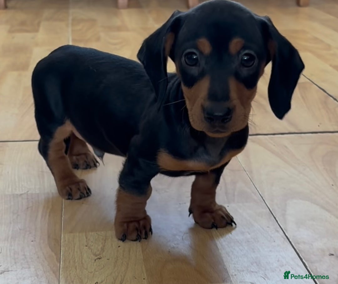 Dachshund dogs for sale: Ready Now, Male Black and Tan Dachshund  - Image 15