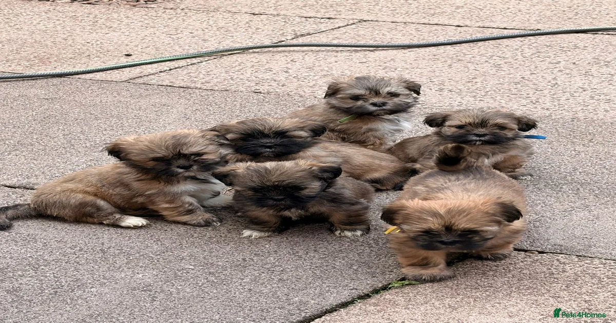 Lhasa Apso Puppies for sale in Malvern, Worcestershire | Pets4Homes