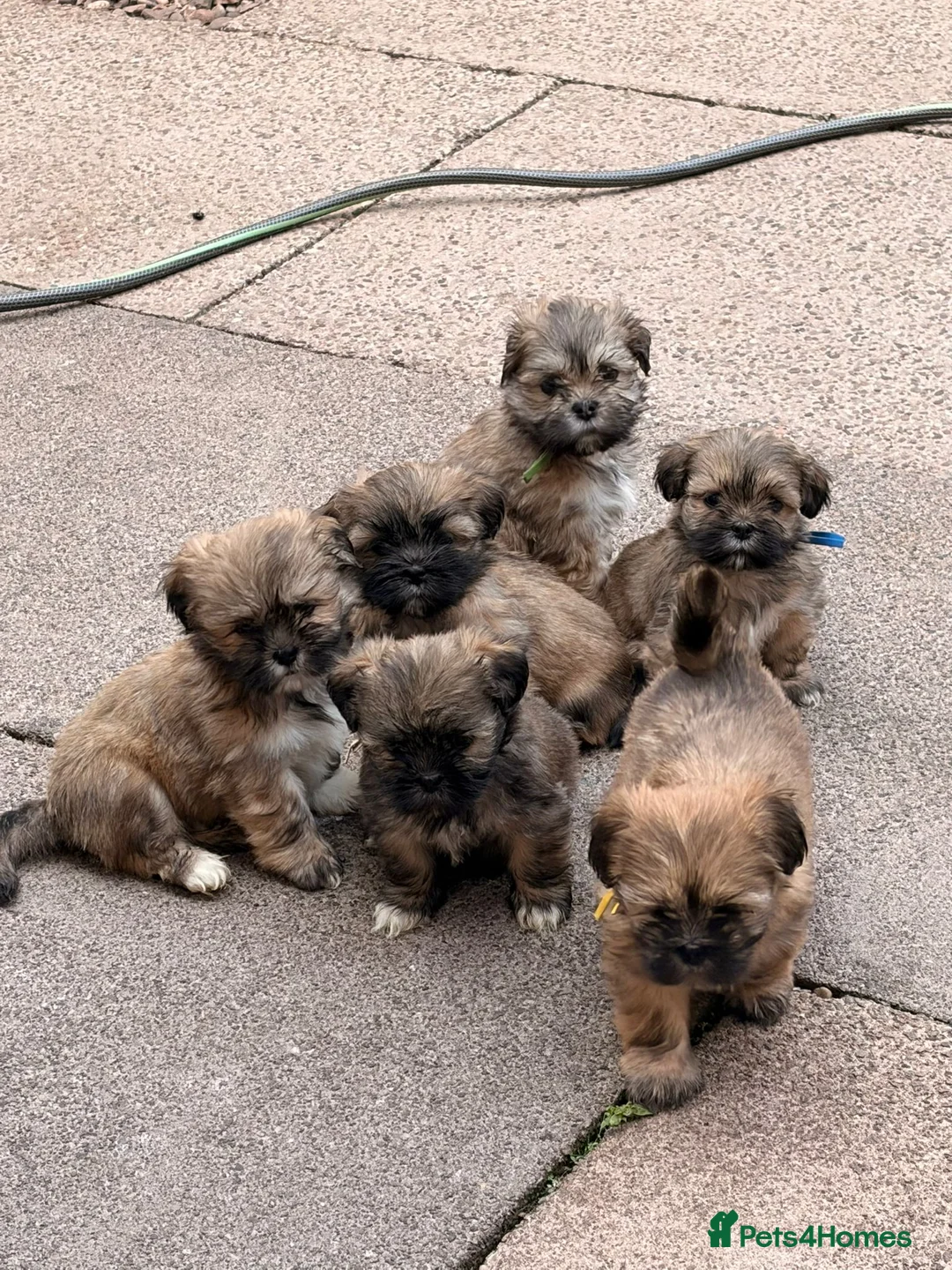 Lhasa Apso dogs for sale: Gorgeous boys available  - Advert 1