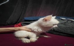 Turkish Angora cats for sale: Cute playful Turkish angora  - Image 8