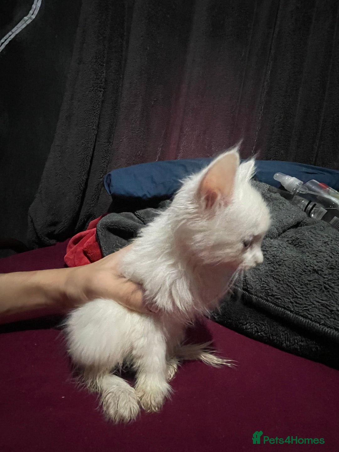 Turkish Angora cats for sale: Cute playful Turkish angora  - Image 8