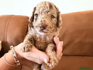 Cockapoo dogs Cockapoo - Advert 1