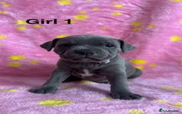 Staffordshire Bull Terrier dogs for sale: Stella & Astro Puppies - Image 1