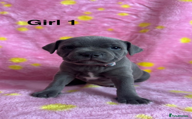 Staffordshire Bull Terrier dogs - Advert 1