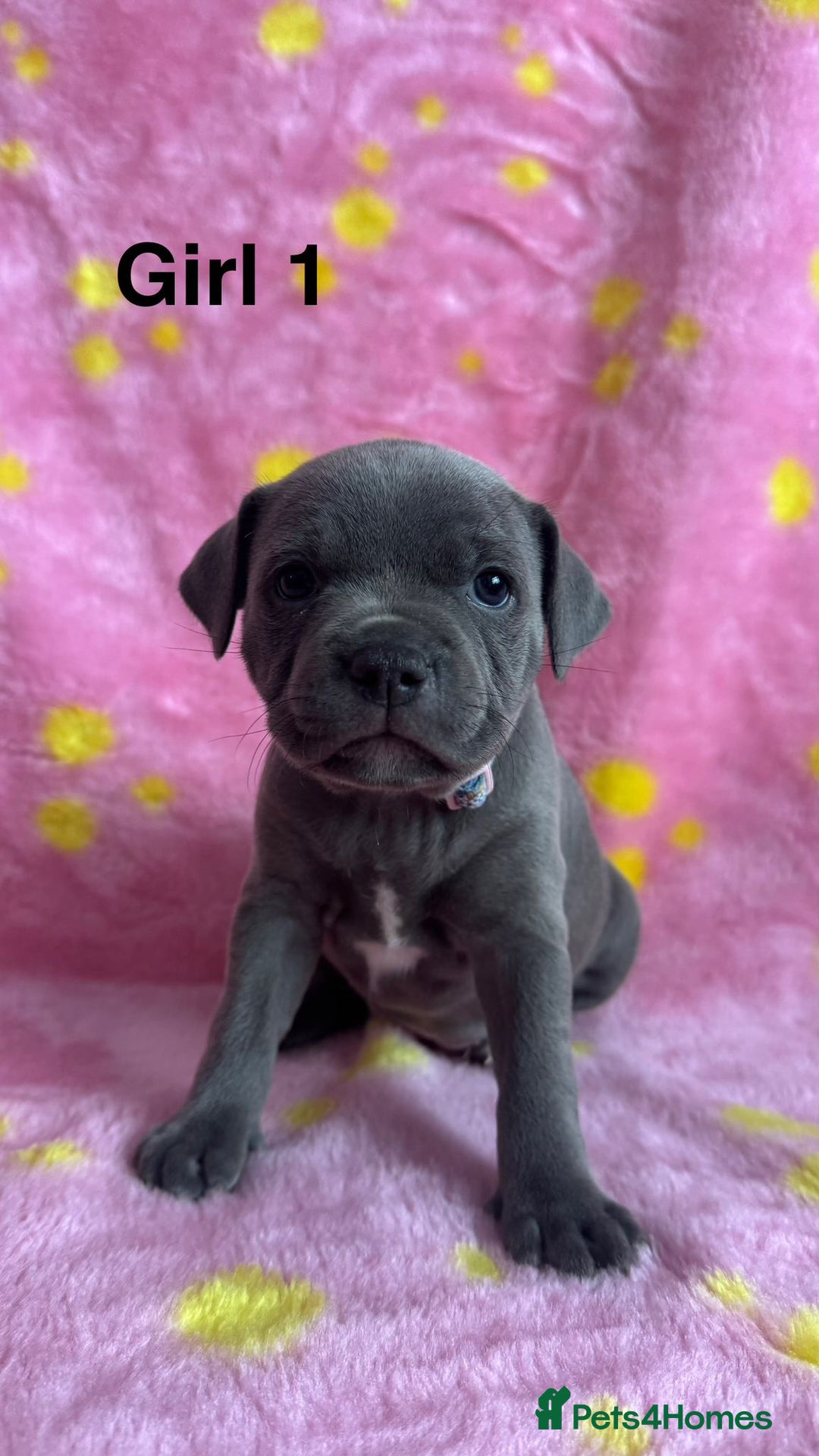 Staffordshire Bull Terrier dogs for sale: Stella & Astro Puppies - Image 1