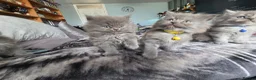 Persian cats for sale: 5 amazing persian kittens ready soon - Advert 10