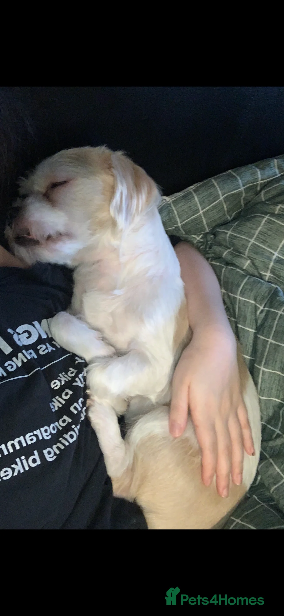 Mixed Breed dogs for sale: Buddy Shih Tzu Seeking an Always-Home Companion - Advert 5