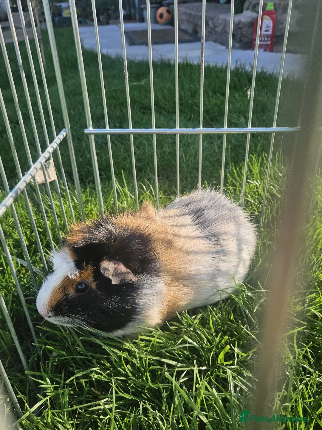 Guinea Pig rodents for sale: Lovely girls and boys for sale  - Advert 12