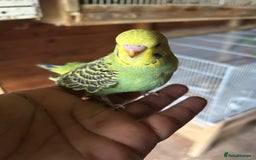 Budgerigars birds for sale: Baby budgies  in Nelson - Image 3