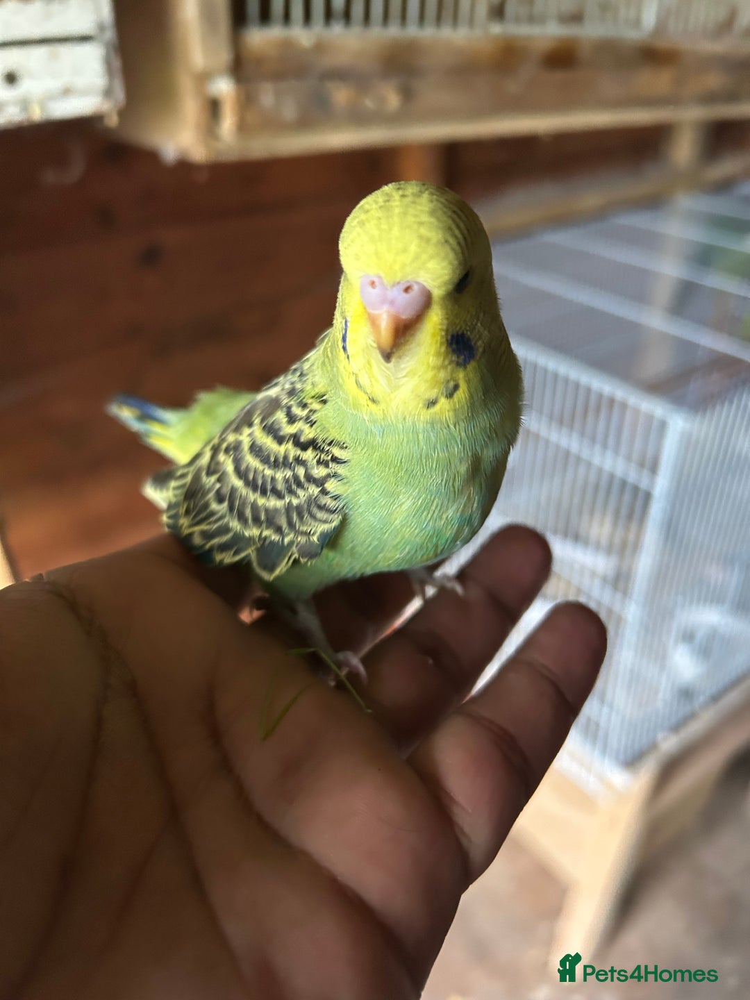 Budgerigars birds for sale: Baby budgies  in Nelson - Image 3