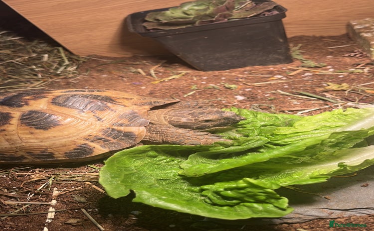 Tortoise reptiles - Advert 2