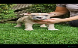 American Bully dogs for sale: 9 week old pocket bully pups, well known bloodline - Image 2