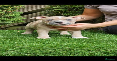 American Bully dogs - Advert 6