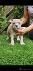 American Bully Puppy 2