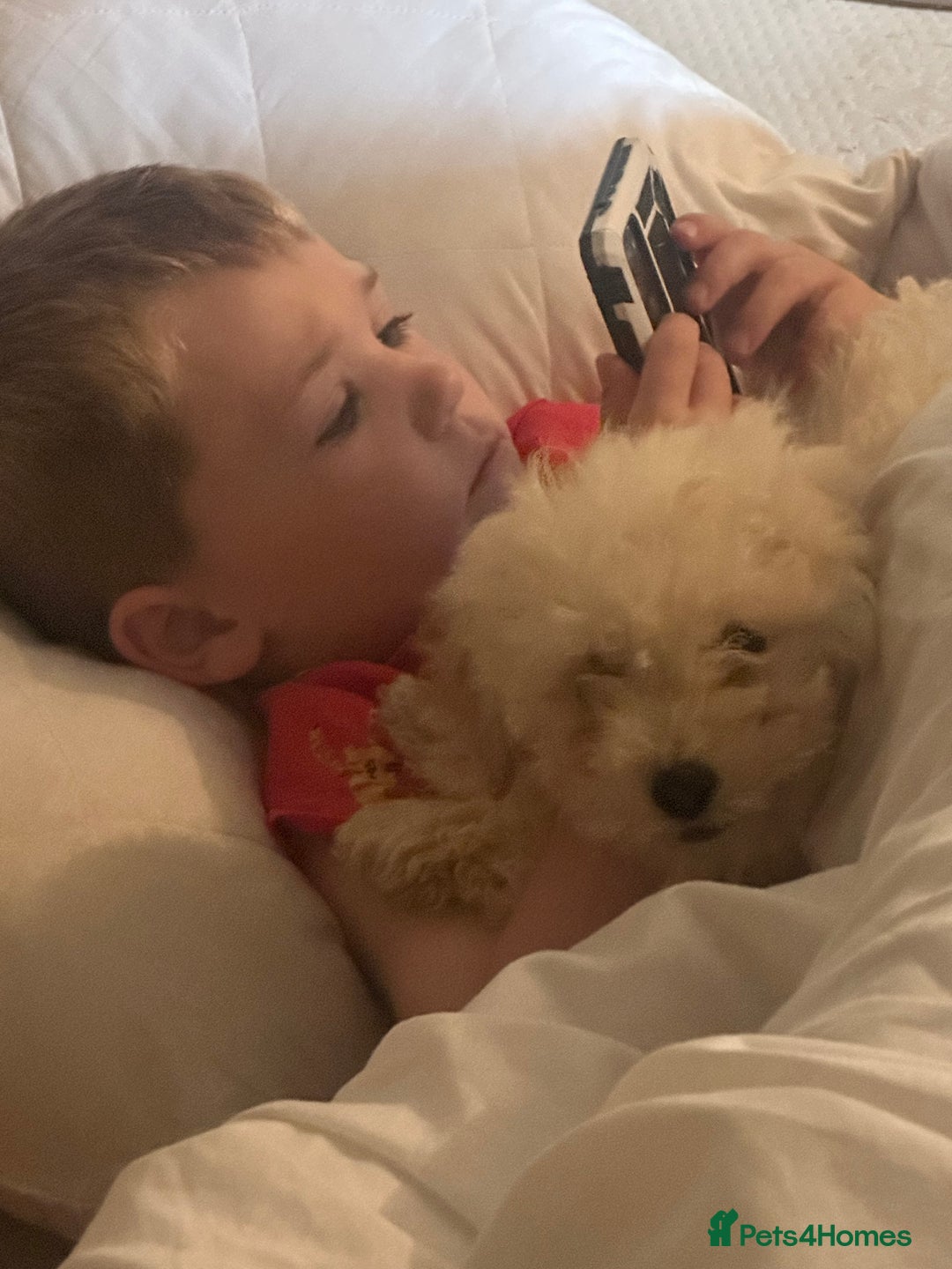 Poochon dogs for sale: Beautiful cheeky poochon puppys  - Image 6