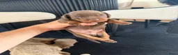 Miniature Dachshund dogs for sale: KC registered miniature dachshund puppies - Advert 1