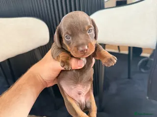 Miniature Dachshund dogs KC registered miniature dachshund puppies - Advert 5