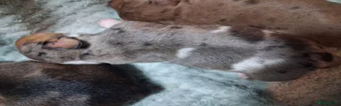 Miniature Dachshund 1