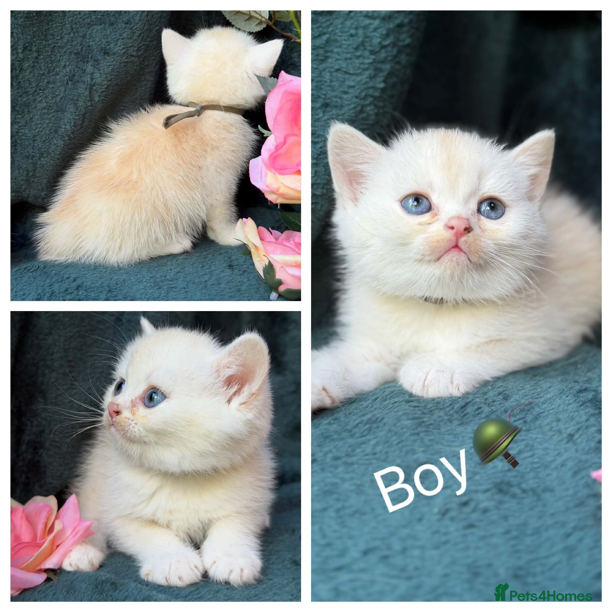 British Longhair cats TICA BRITISH SHORTHAIR & LONGHAIR KITTENS  - Advert 10