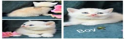 British Longhair cats for sale: TICA BRITISH SHORTHAIR & LONGHAIR KITTENS  - Advert 14