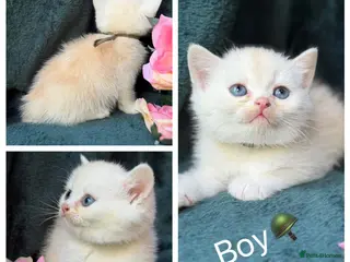 British Longhair cats TICA BRITISH SHORTHAIR & LONGHAIR KITTENS - Advert 10