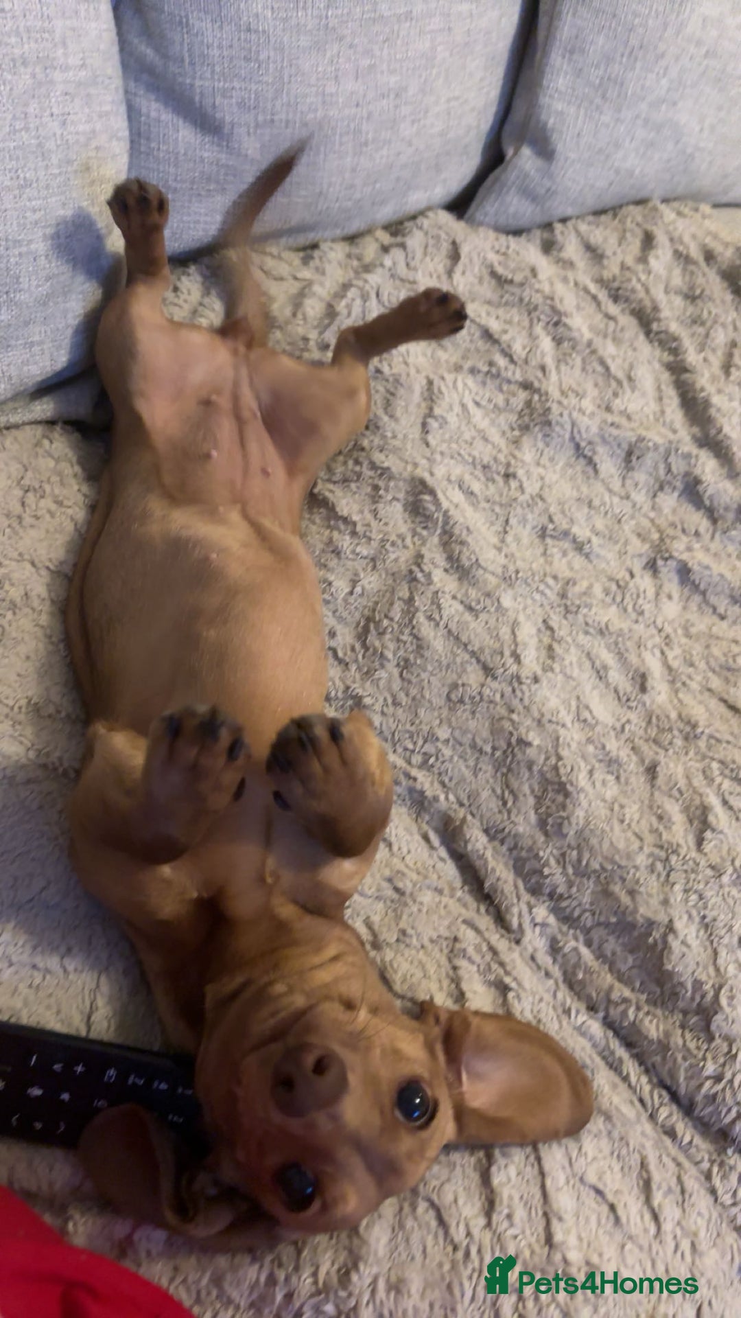 Miniature Dachshund dogs for sale: miniature dachshund female 1yo - Advert 6