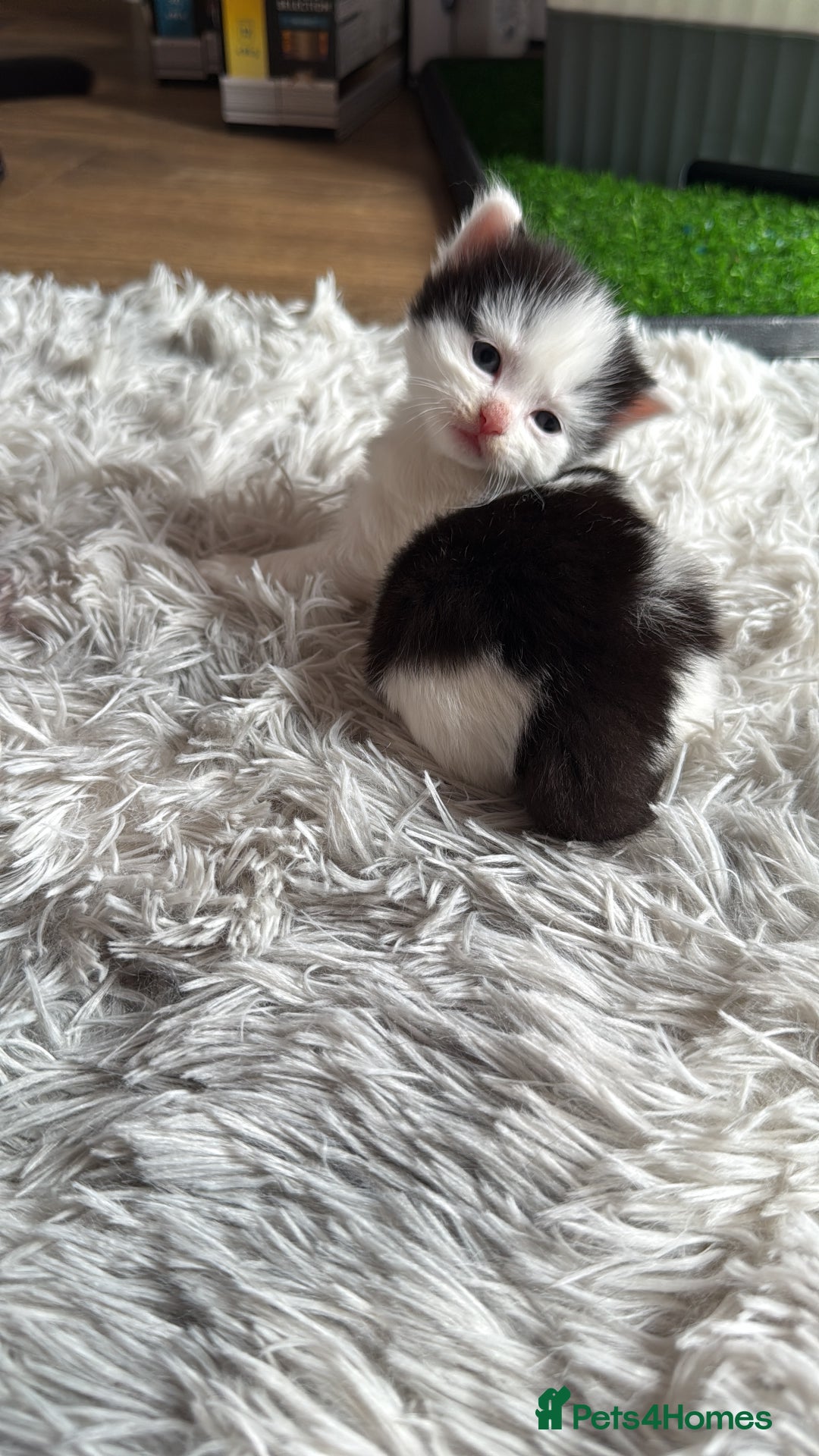 British Shorthair cats for sale: 3 british short hair kitty’s for sale  - Image 6