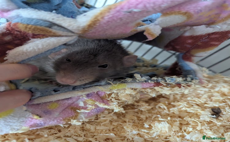 Rat rodents - Advert 1
