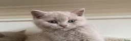 British Shorthair cats for sale: Championship line GCCF British Shorthair Kittens - Advert 1