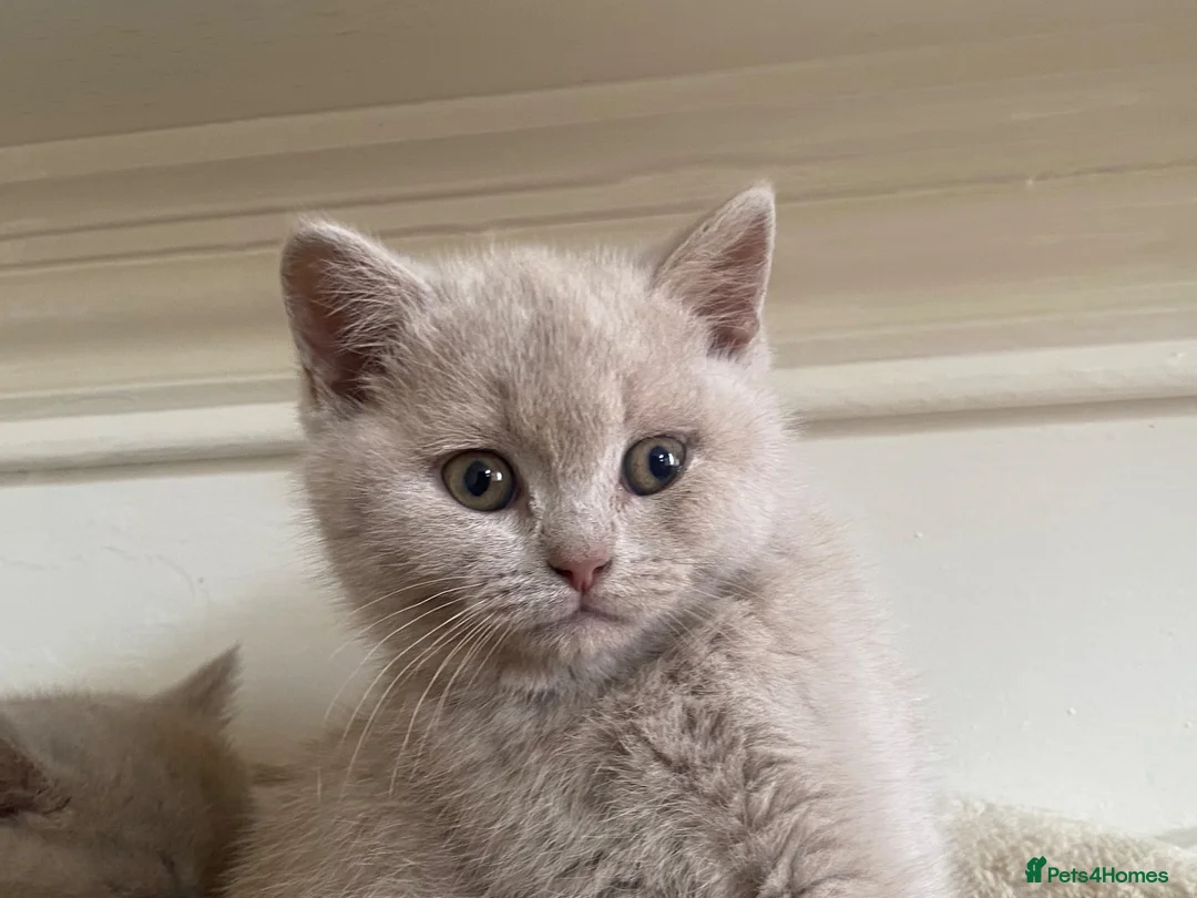British Shorthair cats for sale: Championship line GCCF British Shorthair Kittens - Advert 1