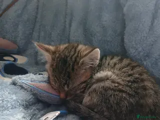 Maine Coon cats Kitten - Advert 5