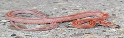 Corn Snake reptiles for sale: 2026 Corn Snake Hatchlings  - Advert 7