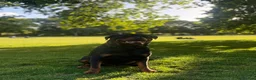 Rottweiler dogs for stud: Champion Bloodline Rottweiler Stud - Advert 9