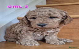 Mini Goldendoodle dogs for sale: F1b Red Miniature Goldendoodles tested parents - Image 30