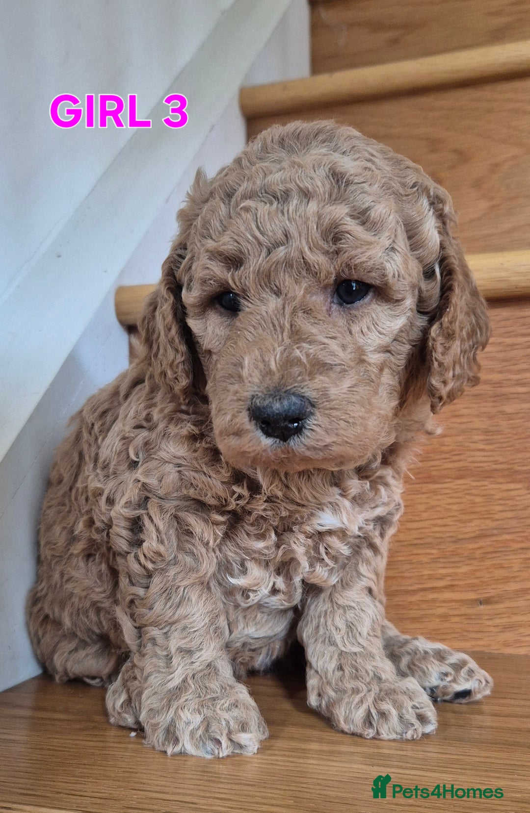 Mini Goldendoodle dogs for sale: F1b Red Miniature Goldendoodles tested parents - Image 30